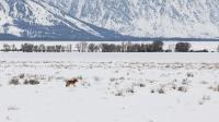 Snowy Coyote�